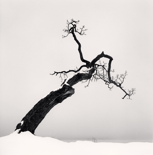 Дерево Озера Куттяро, этюд 4, Котан, Хоккайдо, Япония, 200