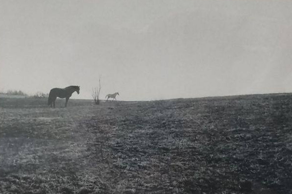 «Чисто поле». Классическая желатин-серебряная печать, полисульфид-селеновый тонер. © Илья Петров