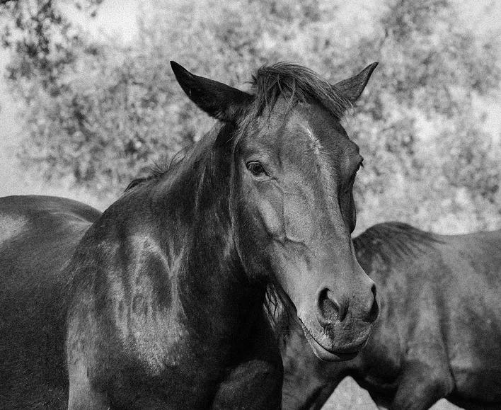 Фото из книги Чезаре Ди Кола «La prima foglia». Предоставлено автором