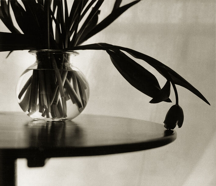 Тюльпаны, у которых есть свой разум. © Дон МакКаллин