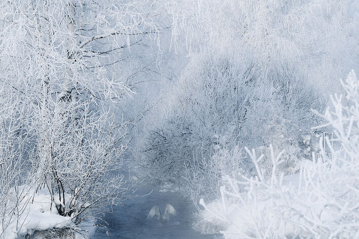 На Лебедином озере. © Владимир Вяткин