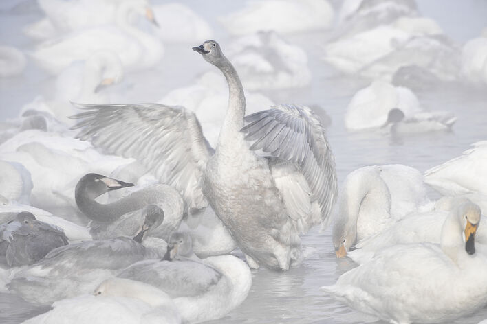 На Лебедином озере. © Владимир Вяткин